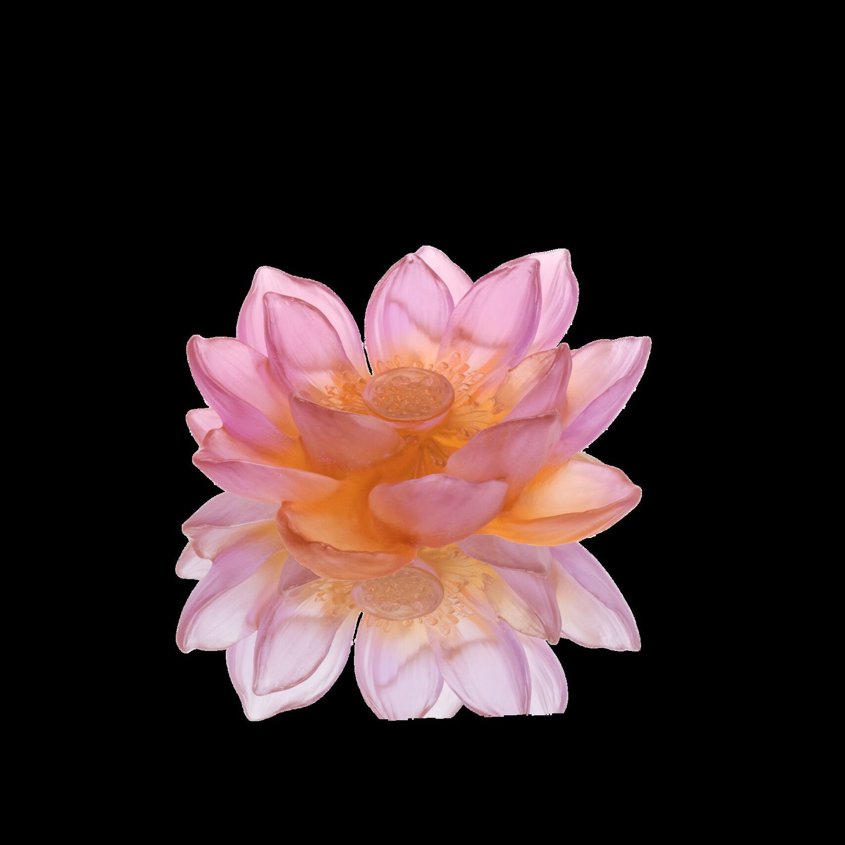 Daum Jardin De Lotus Decorative Flower Sculpture — Amber pink