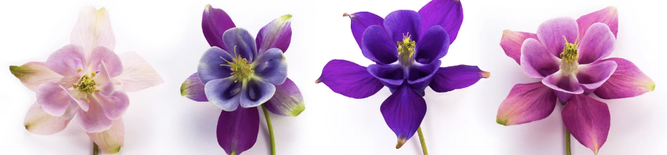 4 orchids in pink and purple