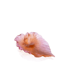Daum Arum Bowl — Amber pink