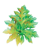 Daum Bornéo Large Wall Leaf By Emilio Robba Wall Sculpture — Green