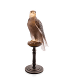 Daum Faucon Gerfaut By Madeleine Van Der Knoop Sculpture — Amber pink 125ex