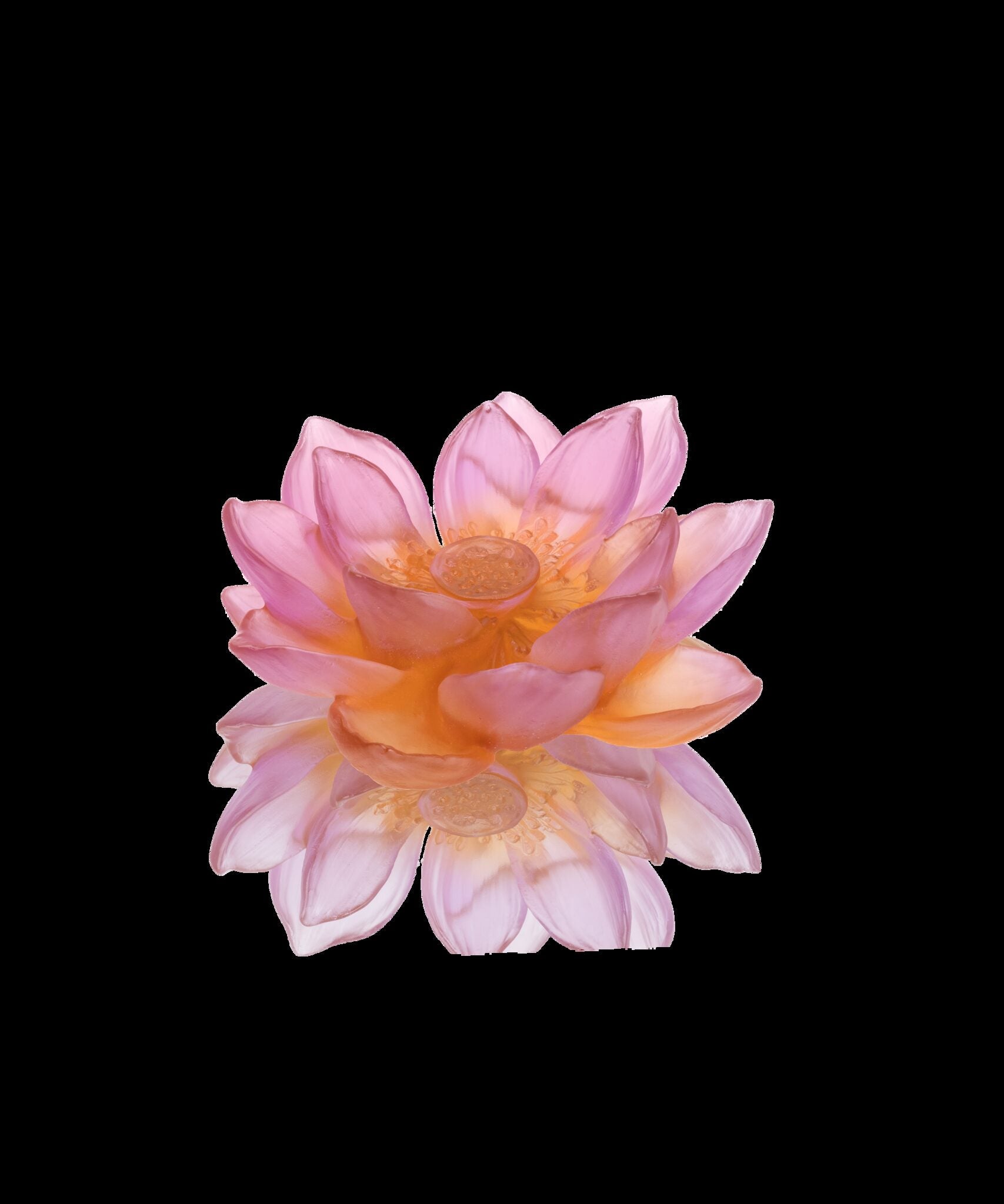 Daum Jardin De Lotus Decorative Flower Sculpture — Amber pink