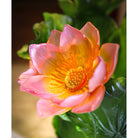 Daum Jardin De Lotus Magnum Vase 99ex, alternate view