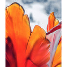 Daum Tulipe Magnum Vase 50ex – Dark amber, alternate view