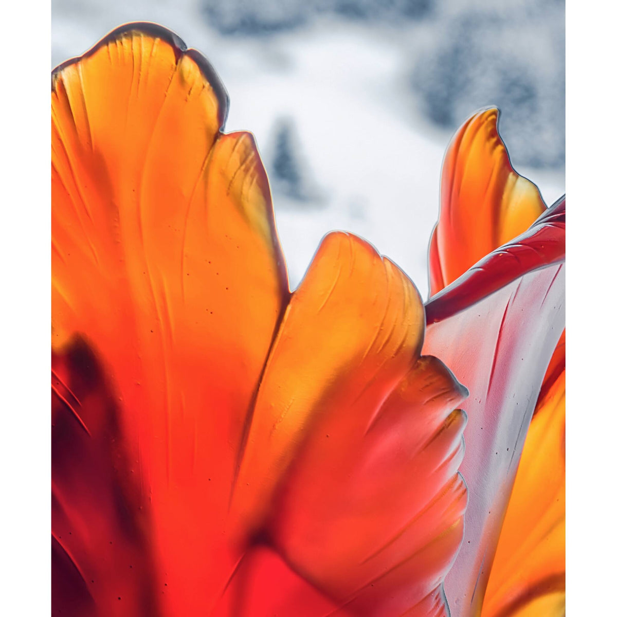 Daum Tulipe Magnum Vase 50ex – Dark amber, alternate view