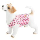 Hand-painted Herend Jack Russell Terrier Figurine in Raspberry fishnet porcelain on a white background