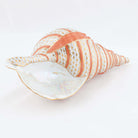 Herend Triton Shell Candy Dish — additional view