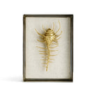 Michael Aram Venus Comb Shell Fabric Shadow Box Wall Sculpture